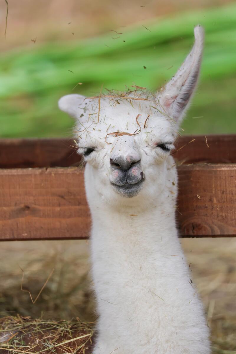 V bratislavskej ZOO sa narodila malá lama: Zoznámte sa, toto je Stella! 