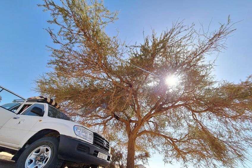 V TIENI STROMOV: Aj keď nie sú obrovské, v horúcej púšti je každý tieň dobrý.