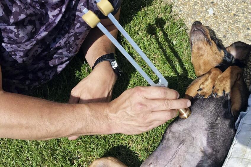 NIELEN PRE ČLOVEKA: Ladičky pomáhajú  aj zvieratám.