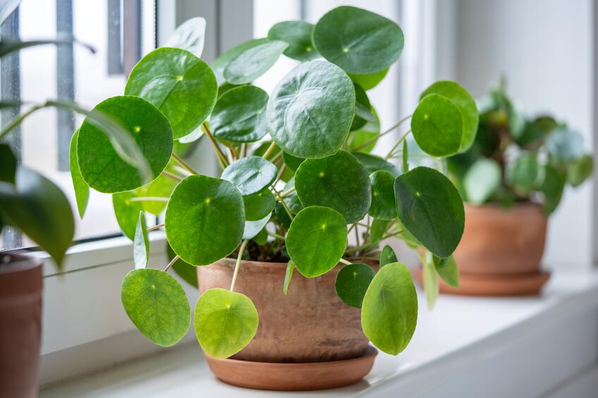 Pilea rastie podľa vzorca: Krásna vďaka matematike