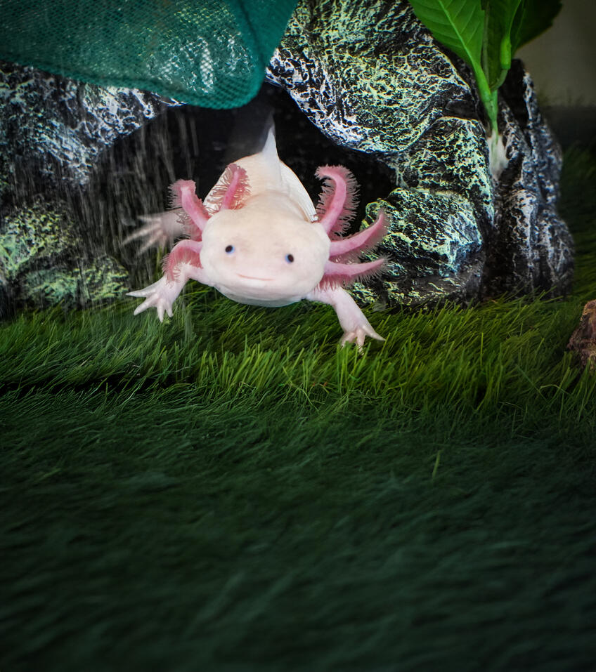 Neuveriteľný axolotl: Vie si sám „dorásť“ poškodené orgány