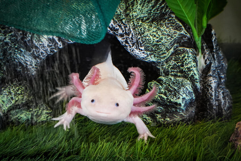Neuveriteľný axolotl: Vie si sám „dorásť“ poškodené orgány  