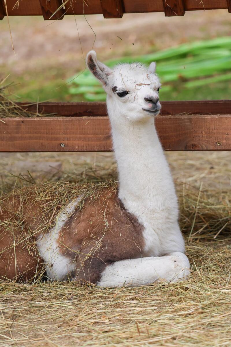 V bratislavskej ZOO sa narodila malá lama: Zoznámte sa, toto je Stella! 