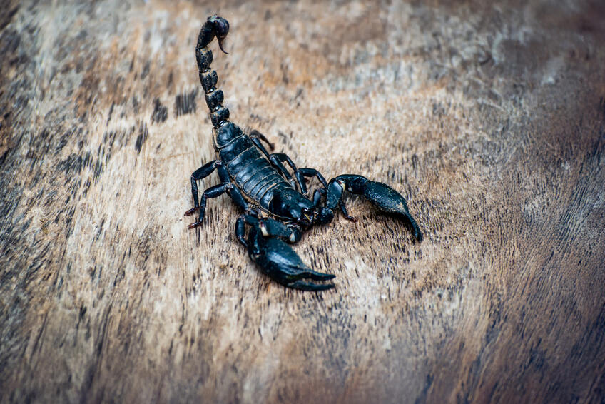 AMAZONSKÝ ŠKORPIÓN: Vo svojom jede ukrýva mimoriadne účinné látky.