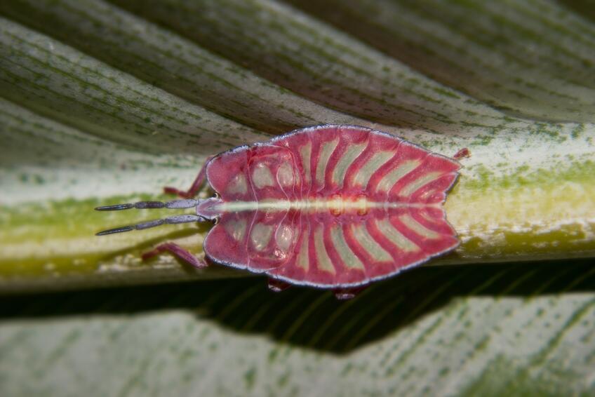 Zem plná prekvapení: Žijeme v zlatom veku objavovania druhov