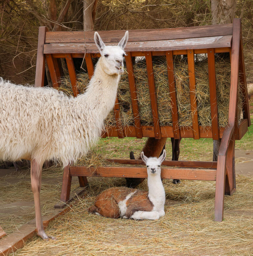 V bratislavskej ZOO sa narodila malá lama: Zoznámte sa, toto je Stella! 