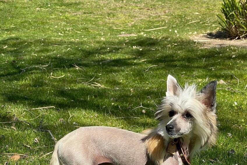 Toto je pes futbalistu Cristiana Ronalda.