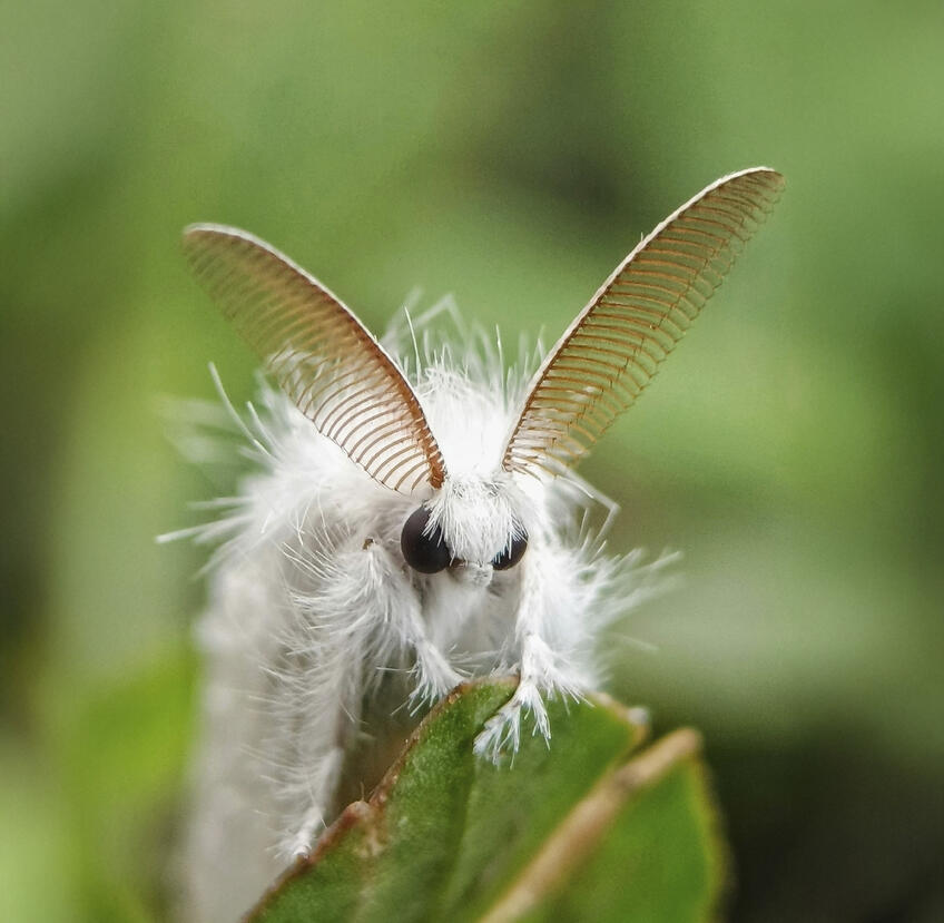 Zem plná prekvapení: Žijeme v zlatom veku objavovania druhov