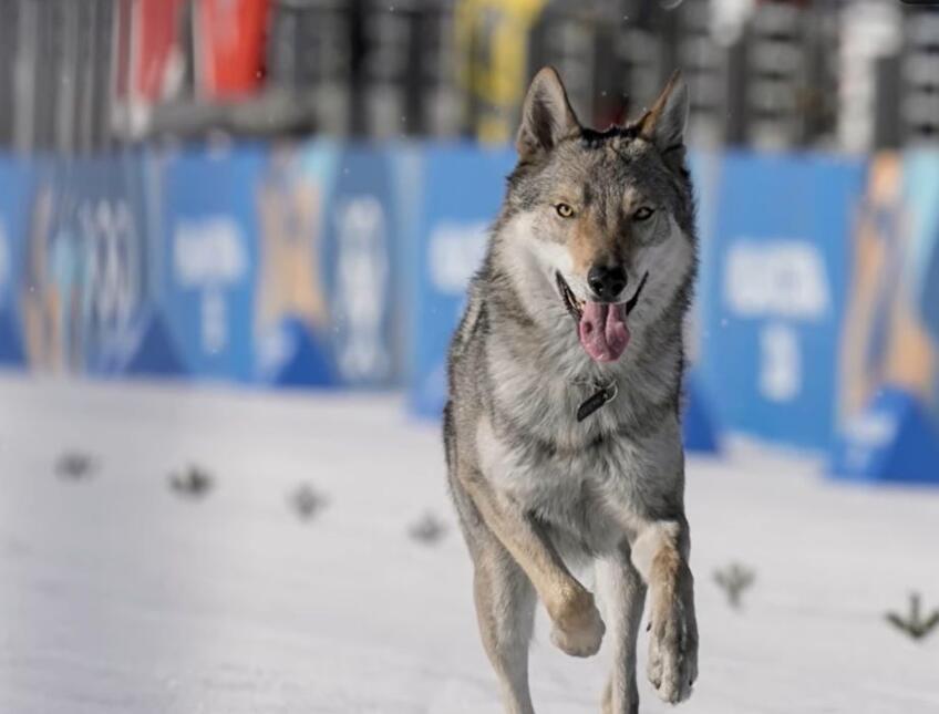 Na tieto okamihy zimnej olympiády sa nezabudne! 