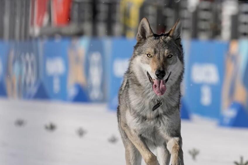 Československý vlčiak sa pretekal s lyžiarkami. 
